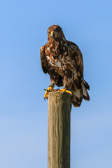 Mountain eagle sitting on a pole