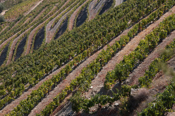 Douro vineyards