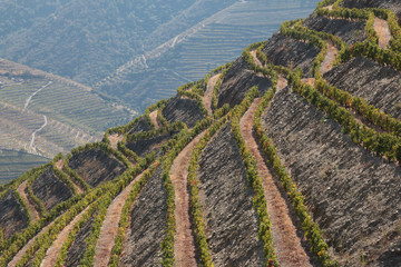 Douro vineyards