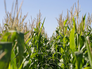 corn field