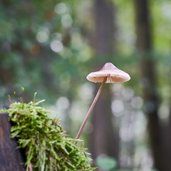 ein Pilz wächst an einem abgestorbenen Baumstamm im Wald