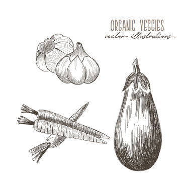 Carrots, garlig, eggplant - organic vegetables drawings