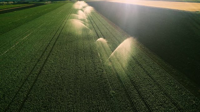 Aerial Shot of the Green Fields Being Irrigated with Sprinklers. Large Scale Industrial Farming. Beautiful Sunny Weather.Shot on a Camera in 4K (UHD).