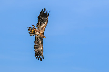 Mountain eagle flying in the sky