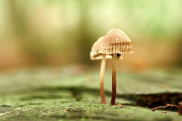 Pilze an einem abgestorbenen Baumstamm im Wald