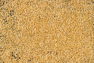 Macaroni figured in the form of grains of cereals