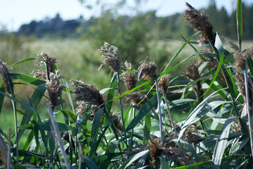 осенняя трава вечером