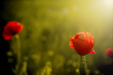 Obraz premium pojedynczy mak na ciemnym tle