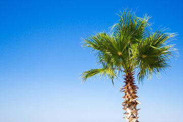 travel and summer concept - palm tree over blue sky