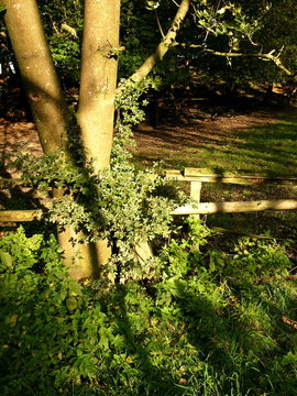Alter Baum neben dem Holzgatter einer Viehweide am Gr&uuml;tebach am Barkauser Weg bei Sonnenschein zwischen Oerlinghausen und Asemissen bei Bielefeld am Teutoburger Wald  in Ostwestfalen-Lippe