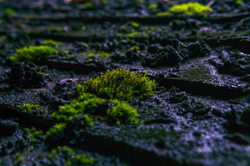 Close up of green tiny plant or moss growing on the dirty roof after rain. Selective Focus.