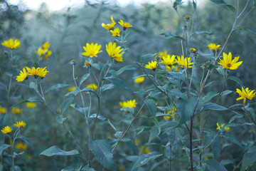 желтые осенние цветы и зеленая трава