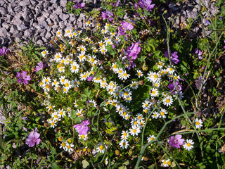 Field flowers on the Pompei ruins, Italy