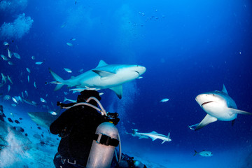 bull shark while ready to attack while feeding