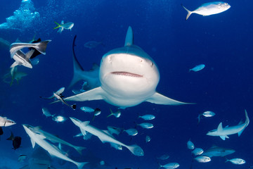 bull shark while ready to attack while feeding