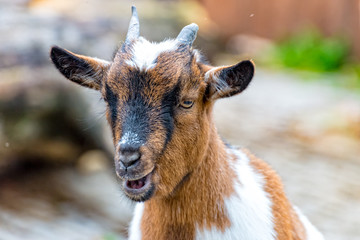 Fototapeta premium Small goat stands in the enclosure and chews with pleasure their food