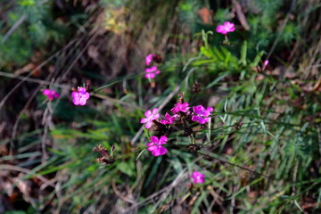 Fioletowe polne kwiaty kwitną na łące © Wioletta
