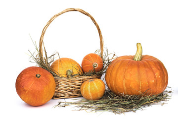 Harvest pumpkins lying in the manger and in a basket on a white background.