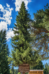 Fototapeta premium Picea omorika