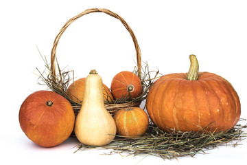 Harvest pumpkins lying in the manger and in a basket on a white background.