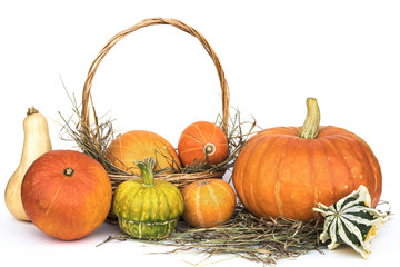 Harvest pumpkins lying in the manger and in a basket on a white background.
