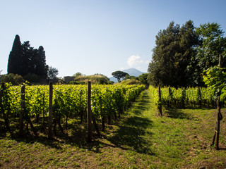 Fototapeta na wymiar Mastroberardino vineyard in Foro Boario, Pompei, Italy