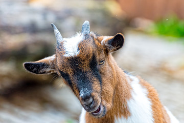 Fototapeta premium Small goat stands in the enclosure and chews with pleasure their food