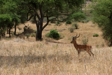 little impala