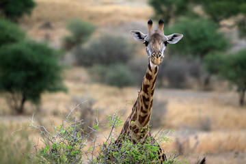 giraffe