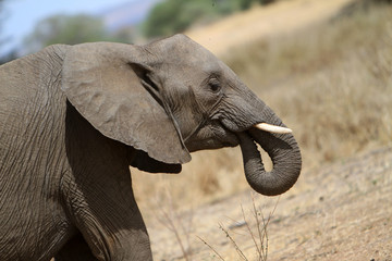 elephant in Tanzania safari