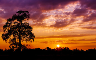 tree sunset silhouette