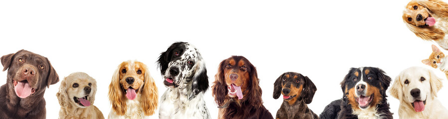 portraits of a group of dogs