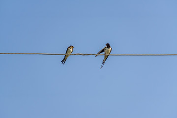 swallows sitting on wires against blue sky in a sunny day