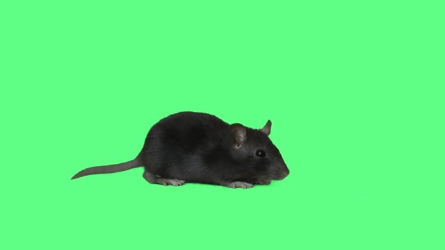 rat sniffs on the green screen