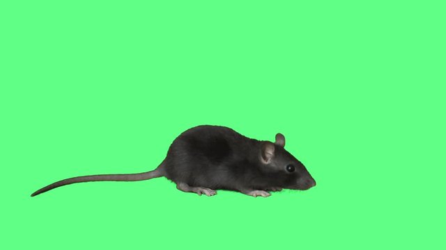 rat on green screen