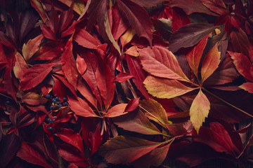 Fototapeta premium Buntes Herbstlaub