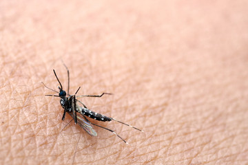 Mosquitoes (Aedes aegypti) hit the slap dead skin of mosquitoes are carriers of malaria.