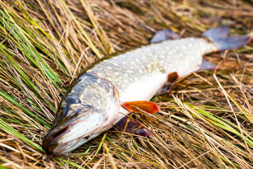 European pike on the autumn grass. Selective focus