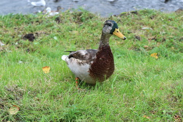 Duck on the green grass