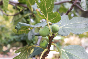 Growing fig fruits on branches of a fig tree.