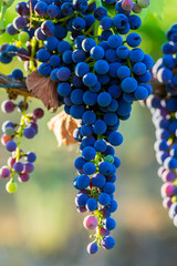 Season of grapes. A brush of ripe grapes  at the winery, at sunset