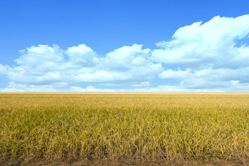 Obraz premium Golden rice fields of the spring