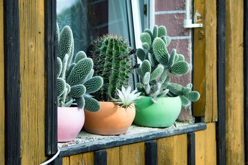 Potted Plants in Garden