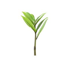 Green leaf isolated on white background