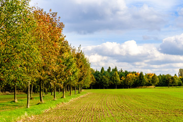 Field and trees in Autumn
