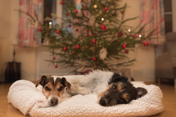 Zwei niedliche Weihnachtshunde - Jack Russell  Terrier10 und 2 Jahre alt