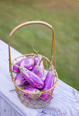 Baby graffiti eggplants in a rustic wire basket. Green grass background 
