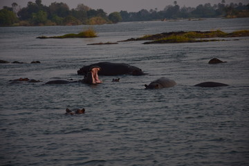 Hippo sambesi River