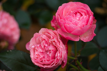 Pink roses with dew drops in the garden, beautiful flower after the rain flourishing close.