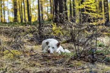 white dog with pink nose lies in the autumn forest